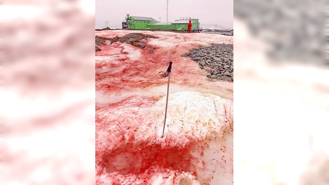驚悚!南極雪地一片血紅 背後原因令人擔憂