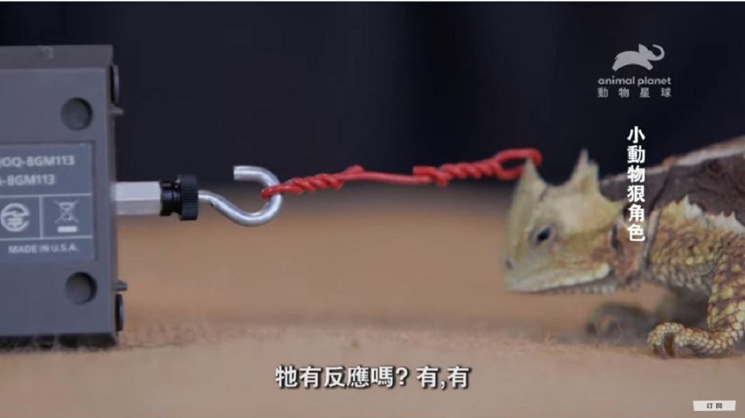 大角蜥還有超強的拉力。(圖/翻攝自動物星球頻道YouTube)