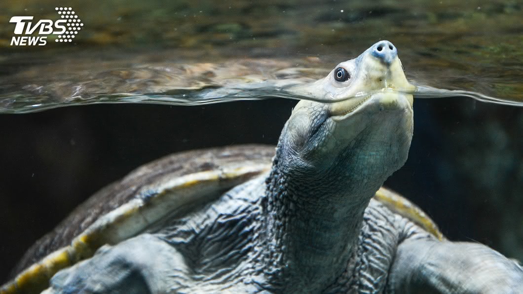禁食野生動物引反彈 中國官方緊急排除鱉與龜