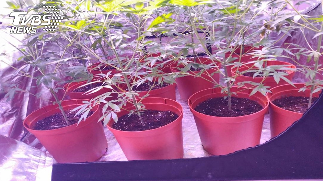 新北市1名姜姓男子與陳姓友人在淡水社區大樓種大麻遭逮。(圖/TVBS)