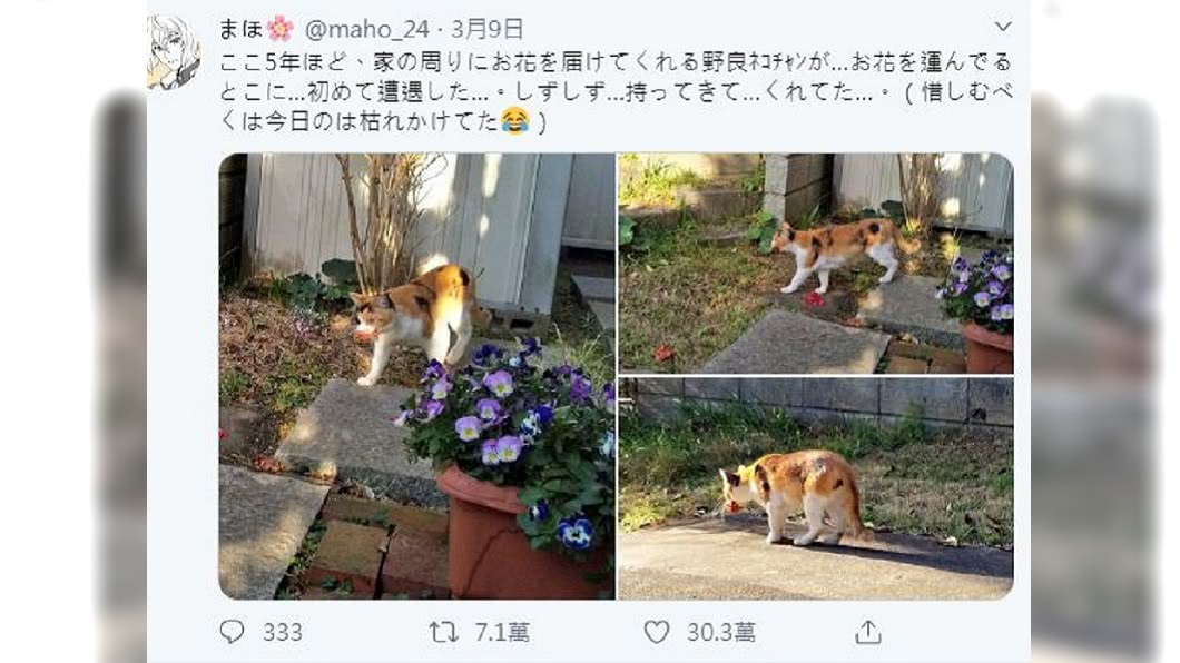 發文一出,不少人笑稱這應該是貓的報恩。(圖/翻攝自まほ(@maho_24)推特)