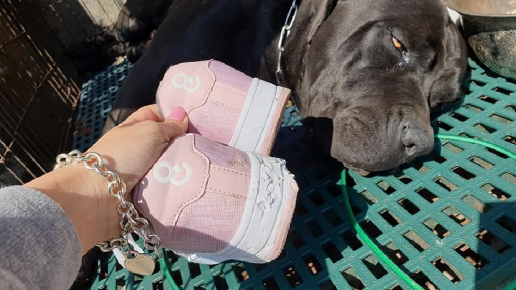 愛犬咬爛客人鞋…女飼主討拍說一句 網全歪樓:求住址