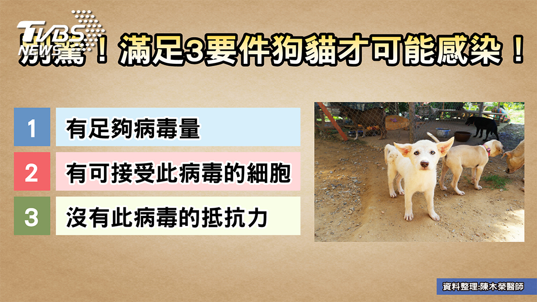 毛孩傳染新冠肺炎? 醫曝:滿足這三要件才有可能