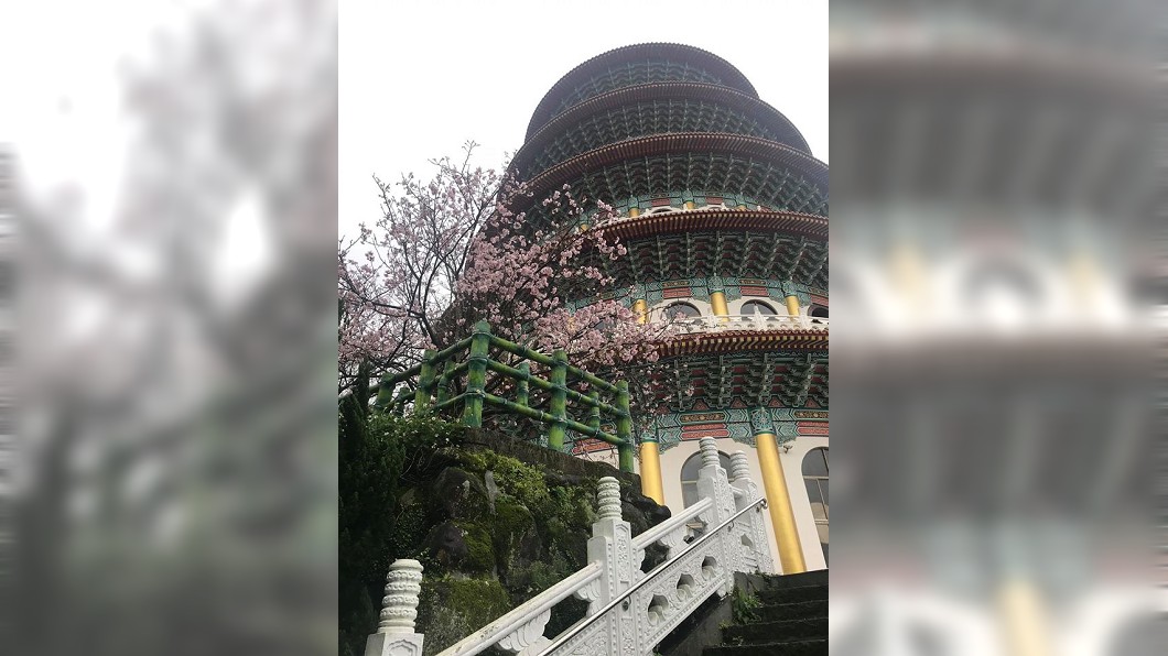 圖/翻攝自淡水天元宮花況報導臉書