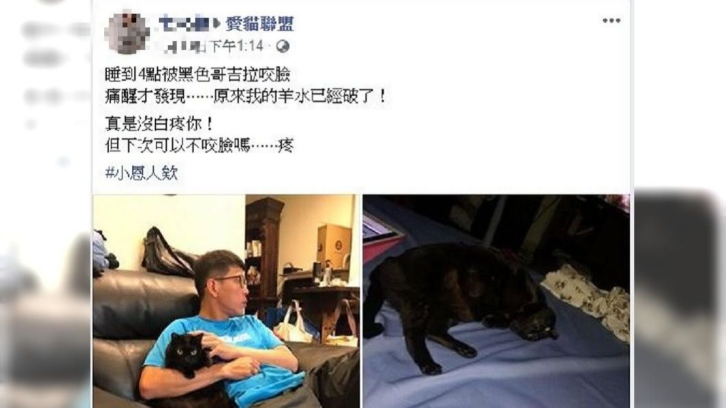 1名懷孕女網友發文分享自己與家中愛貓的奇特經歷。(圖/翻攝自臉書社團愛貓聯盟)