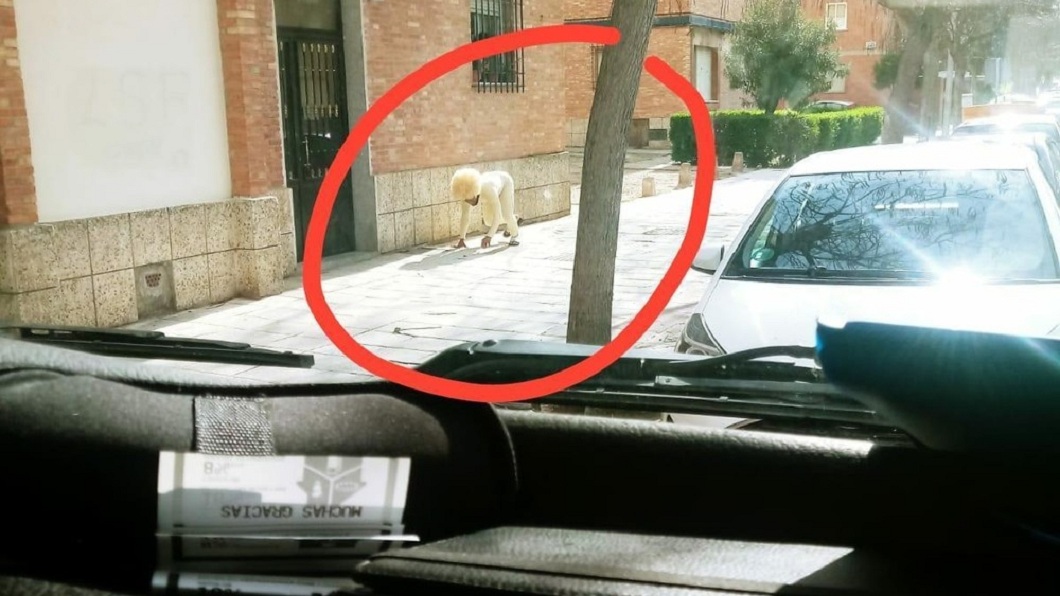 西班牙大街上,赫見有男子竟然假扮成功藉故上街閒晃。(圖/翻攝自推特)