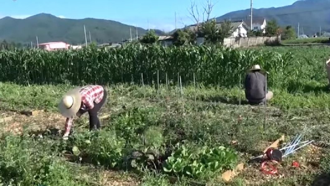 「農場餐桌」新鮮直送 助韓青年一圓農夫夢