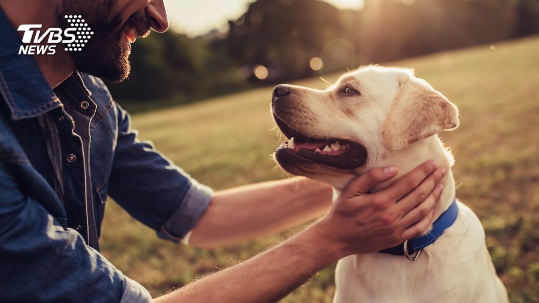 英國研究 訓練醫療偵測犬聞出新冠患者