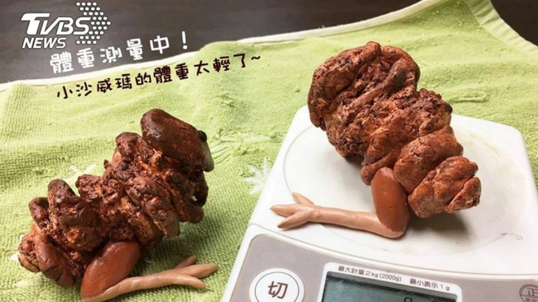 PTT曾出現沙威瑪之亂，認為沙威瑪是一種動物 (圖／野生動物急救站授權提供)