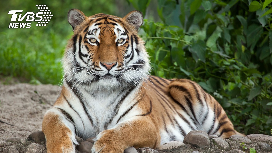 紐約動物園老虎染疫 疑無症狀保育員傳染