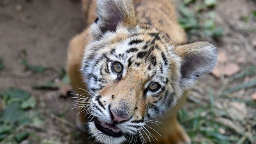 紐約4歲母老虎確診 美國動物感染首例