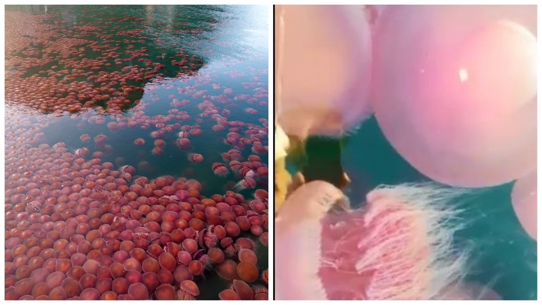 新肺疫情沒遊客 數千隻粉色水母浮上水面成「番茄海」