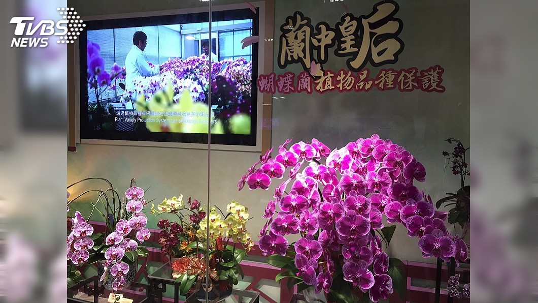 疫情擴散蝴蝶蘭出口拉警報 洽華航空運救急