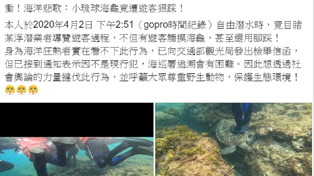 網友目擊遊客騷擾海龜將影片公諸於世。(圖/翻攝自臉書社團「爆料公社」)