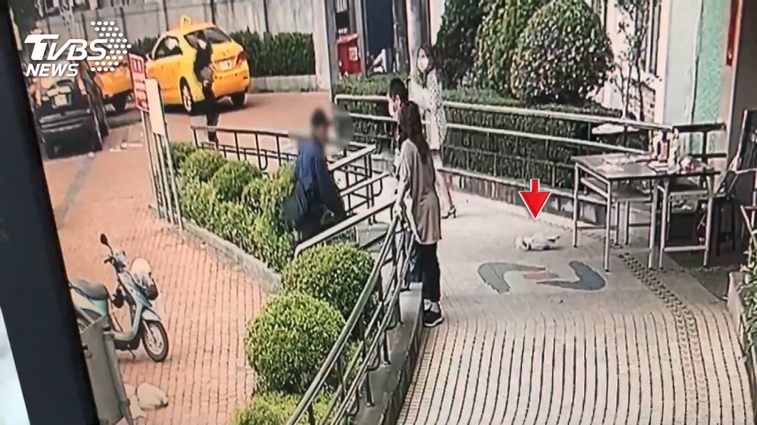 嚇人!疑對政府不滿 怪阿伯朝歸仁區公所丟蛇