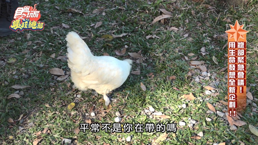 麥克斯提議可以直播夢多和母雞獨處。(圖/TVBS)