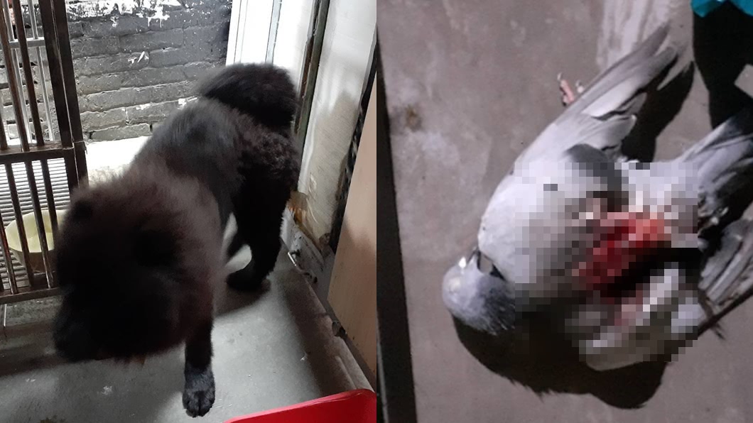 誤信偏方餵鬆獅犬吃「活體動物」　鴿子被撕爛羽毛滿是血