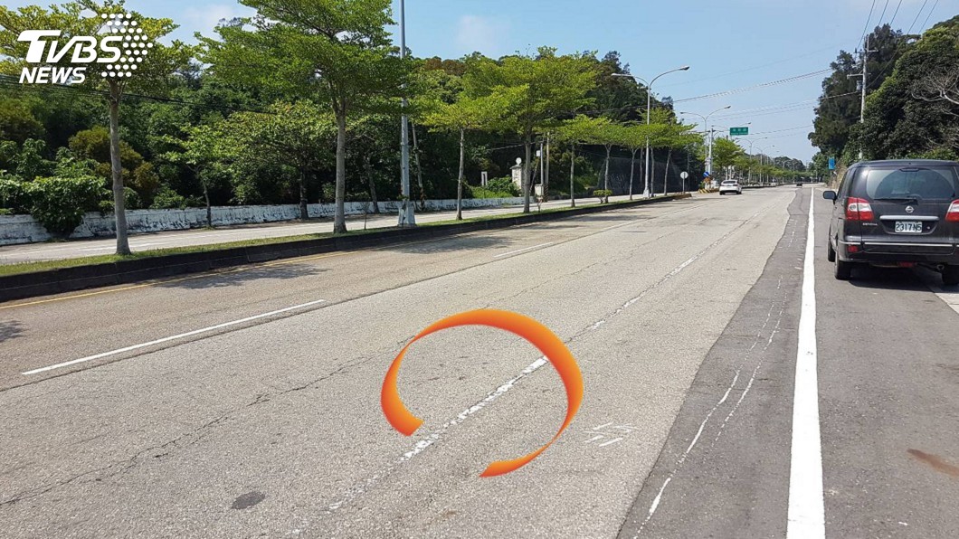 保育類石虎陳屍台1線車道 苗栗又傳死亡案例