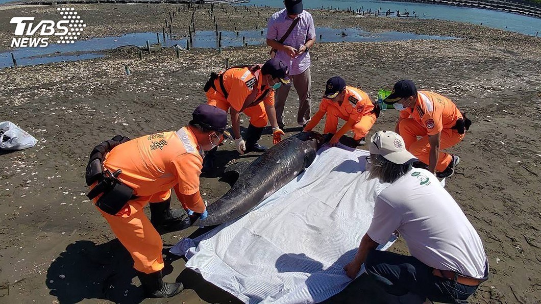 嘉義布袋沙灘又見小虎鯨死亡　初判集體擱淺