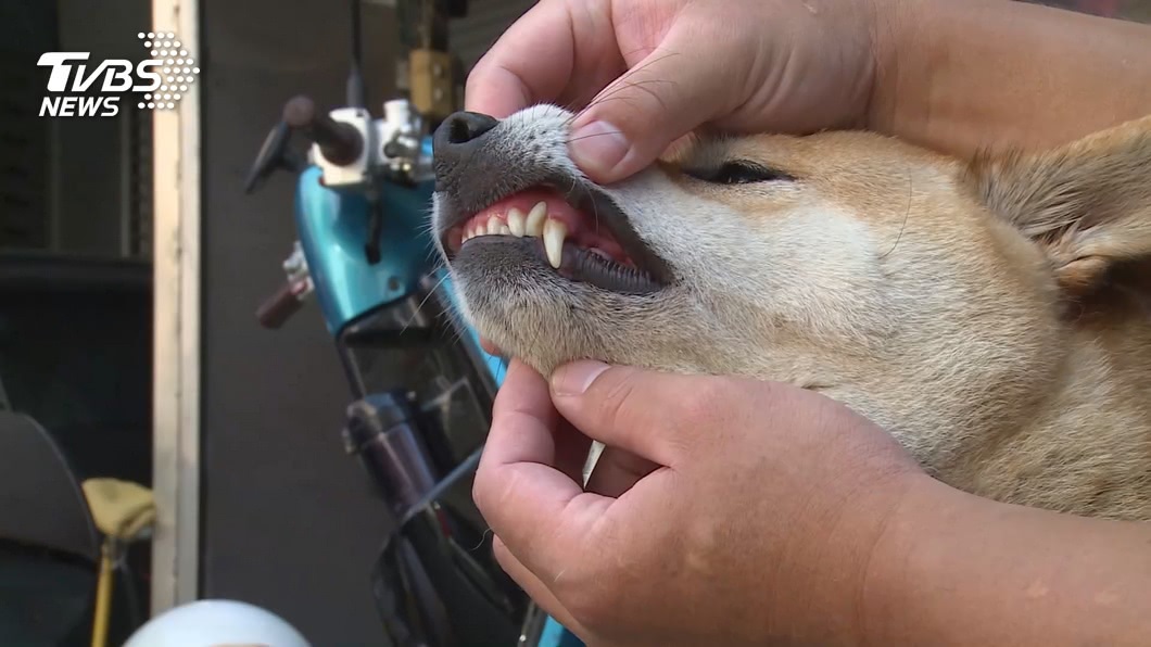 圖/TVBS(非當事犬)