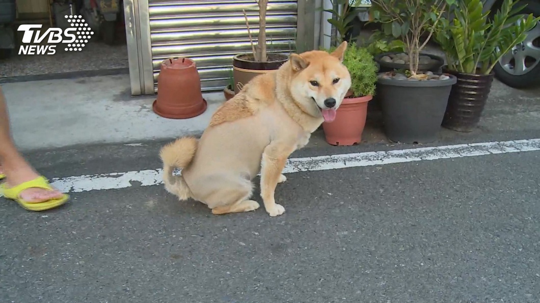 圖/TVBS(非當事犬)