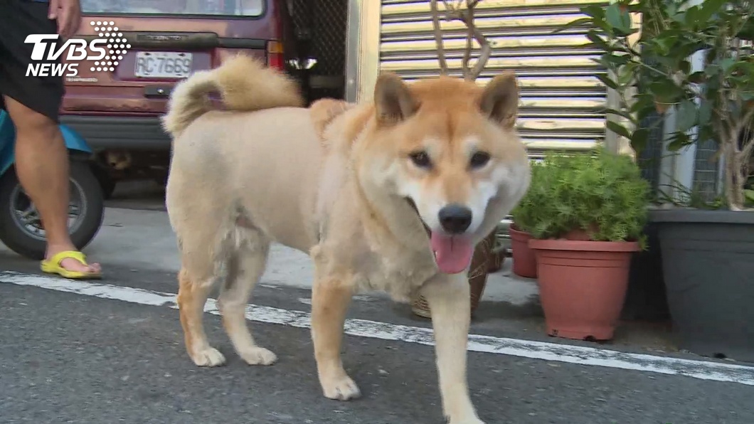 圖/TVBS(非當事犬)