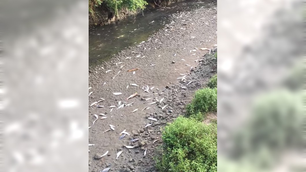 河濱公園驚見「魚群集體暴斃」 百屍翻肚遍布河岸