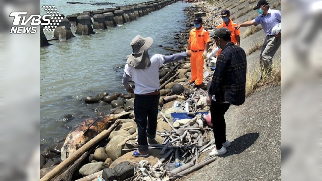 嘉義東石通報小虎鯨死亡　5月起擱淺死共8隻