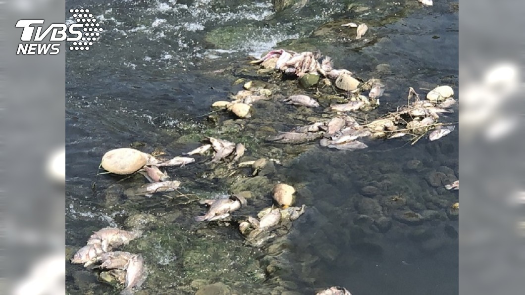 疑溶氧量低 台中東大溪魚群暴斃追查上游排廢水