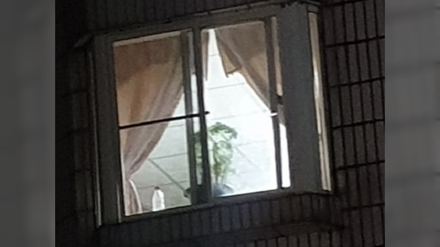 細看才發現是一盆綠色植物。(圖/翻攝自Dcard)