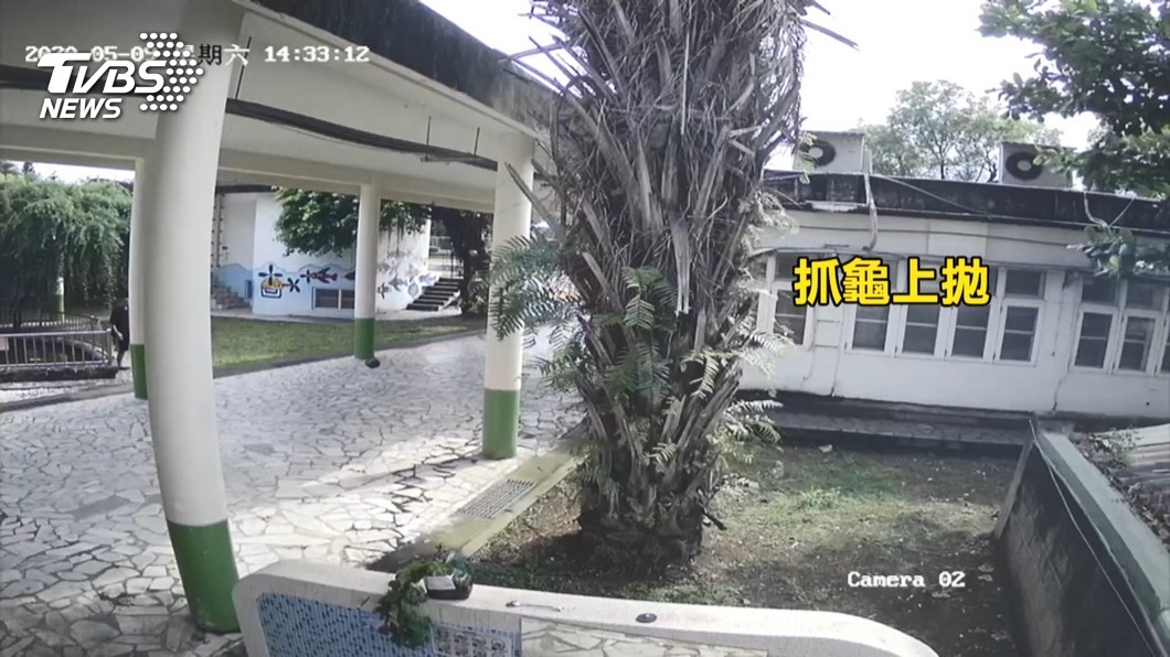 牠死了! 國小校龜遭虐殺童淚求「討公道」