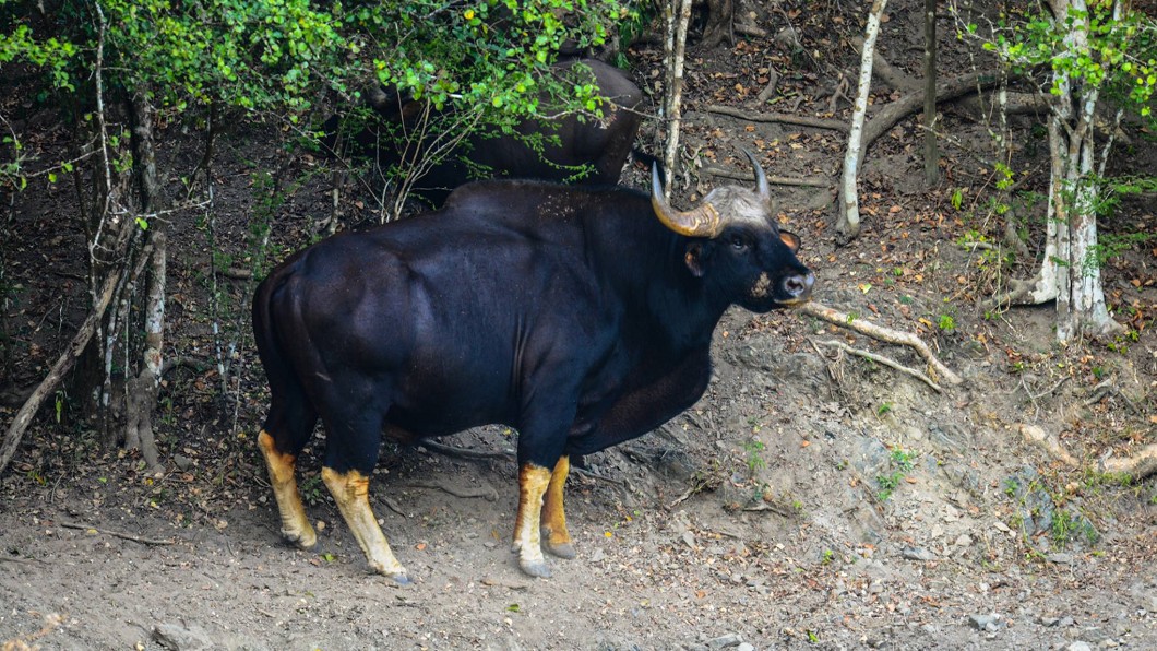 圖／翻攝自Kaeng Krachan National Park臉書