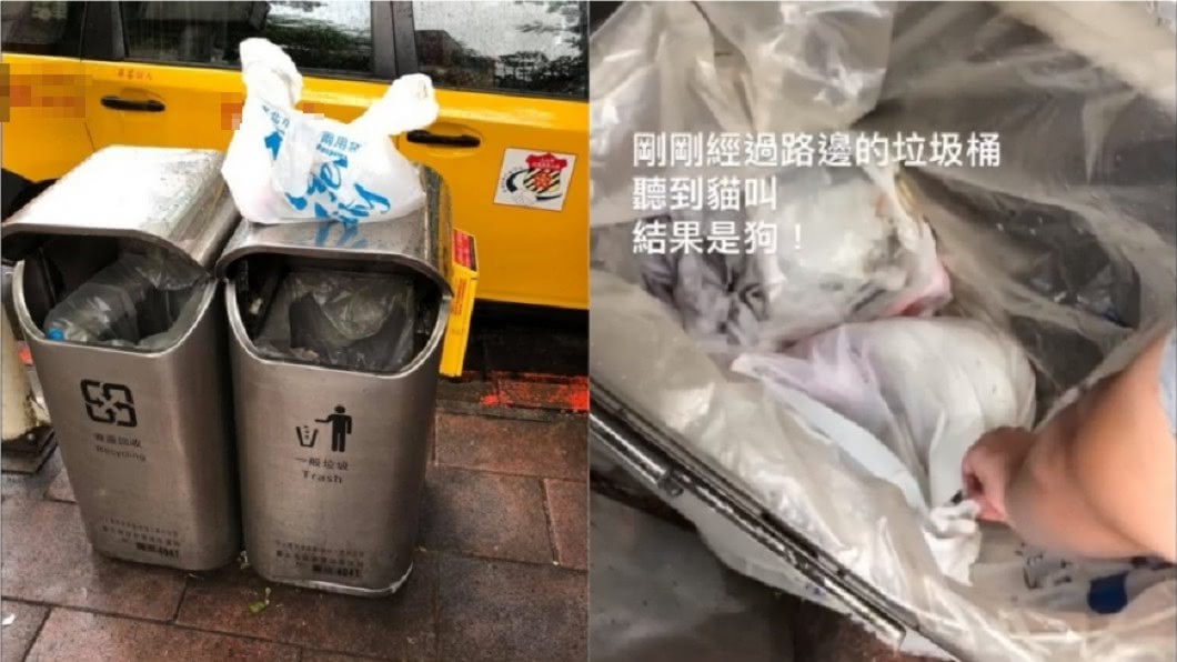 她路邊垃圾桶聽見哀鳴 竟是活狗裝進打死結垃圾袋