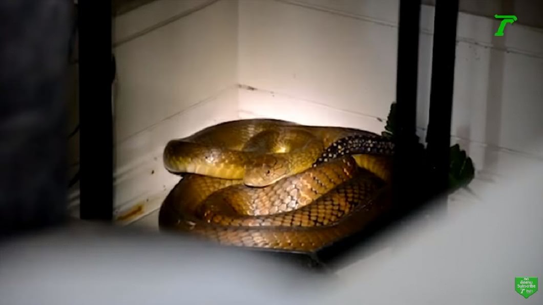 4公尺眼鏡王蛇獵食鼠蛇 追到家中嚇哭女屋主