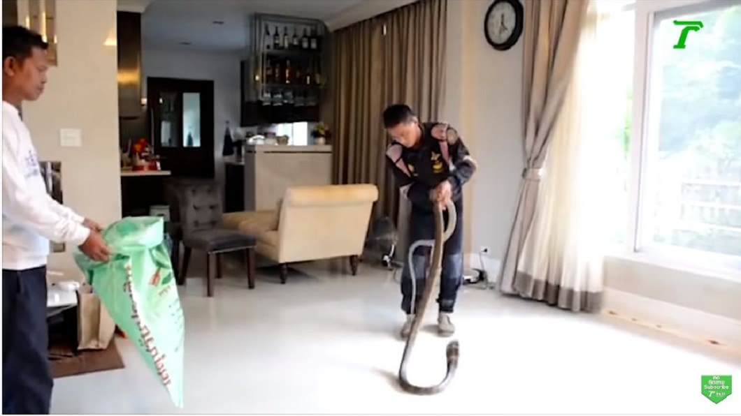 捕蛇專家在婦人家中捕到1條長約4公尺的眼鏡王蛇。(圖/翻攝自YouTube)