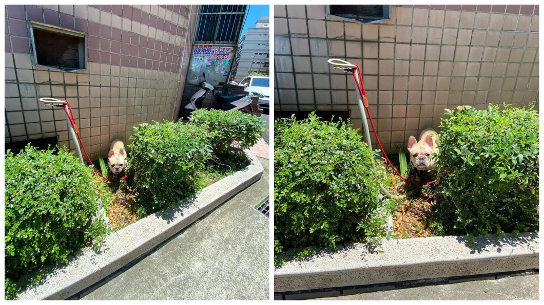 新竹有1位民眾表示，日前中午高溫下，有1隻法鬥犬被拴在花圃曬太陽超過1小時。(圖／翻攝自爆怨公社)