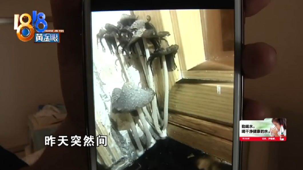 家中牆角「傘狀生物」流黑湯 婦崩潰:1天大5倍激長