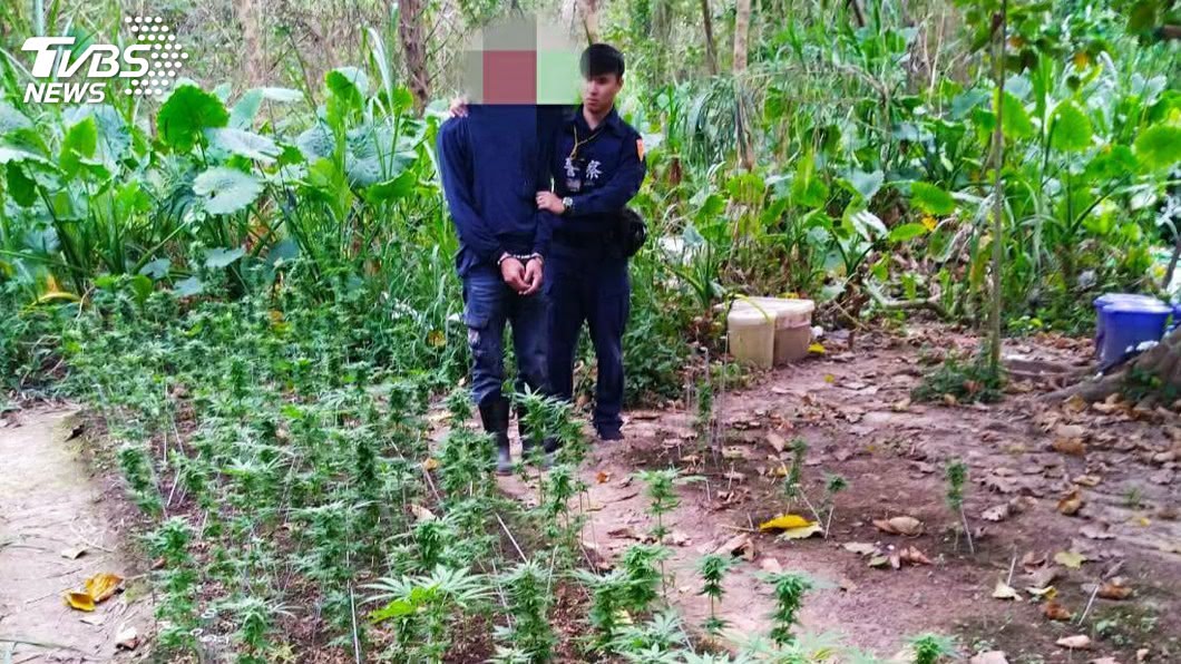 男子在河堤旁水利地種一片大麻田 遭屏東警方查獲