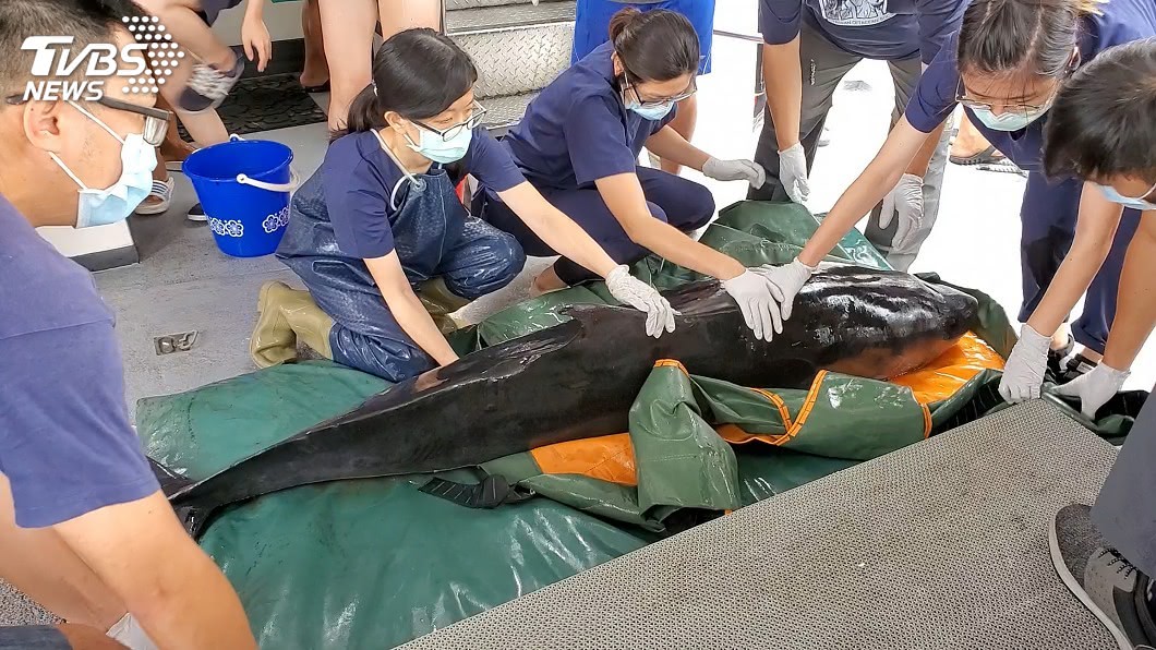 救援團隊徹夜未眠 擱淺小抹香鯨順利返大海擁抱