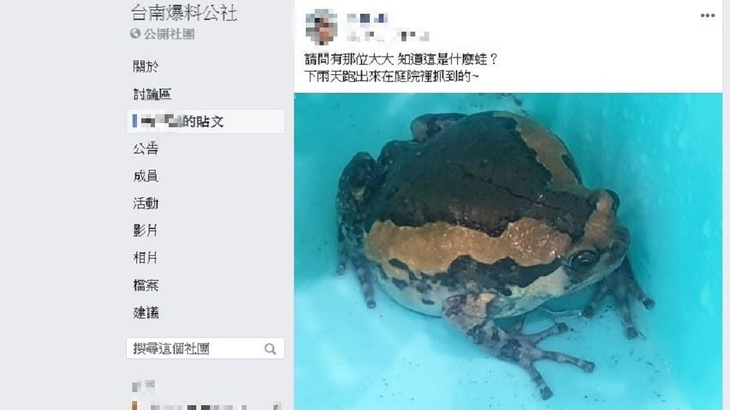 有網友在家裡看到1隻像是青蛙又像是蟾蜍的生物。(圖/翻攝自台南爆料公社)