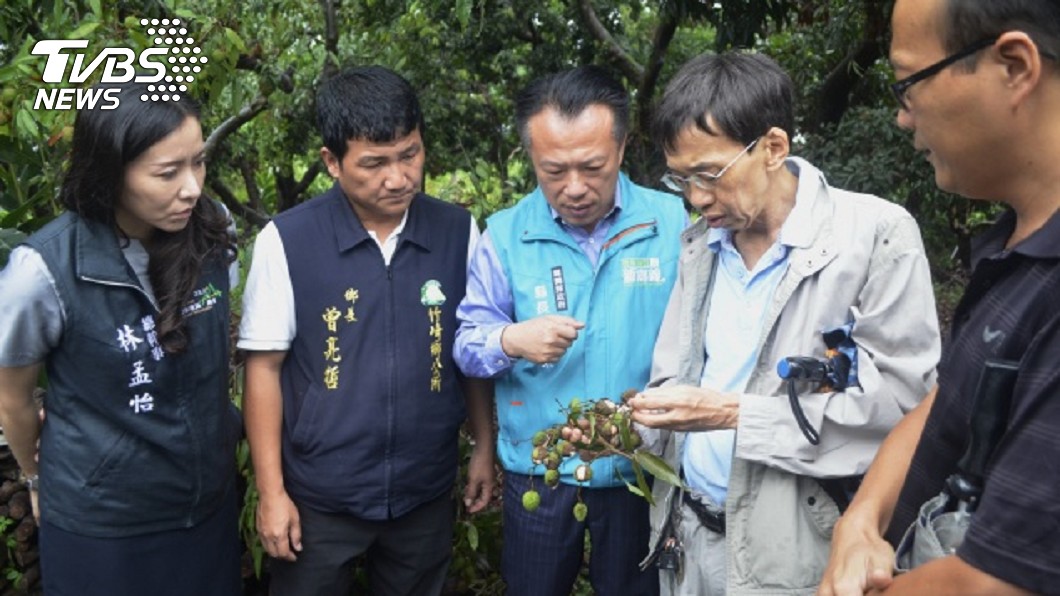豪雨重創嘉義荔枝裂果　農民盼政府伸援手補助
