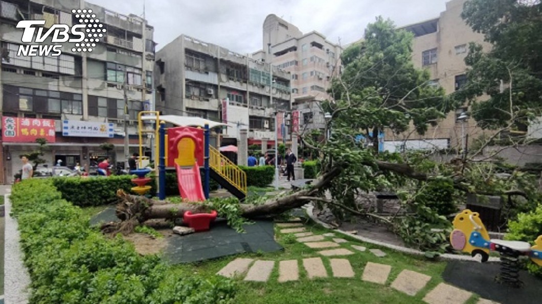 竹南鎮長青公園大樹倒塌 男子遭壓傷送醫
