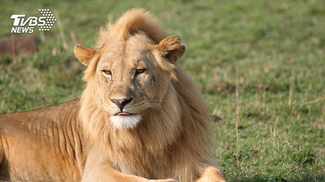 遭2獅襲擊頭部 澳飼育員倒地失去意識