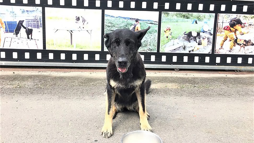 退休搜救犬認養不到1天就走失　消防署帶離認養人