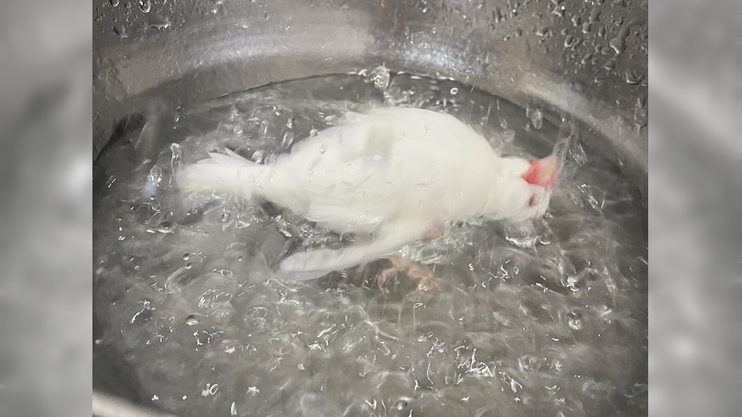虐待?白文鳥被扔進「鍋碗內」 面朝上靜止不動
