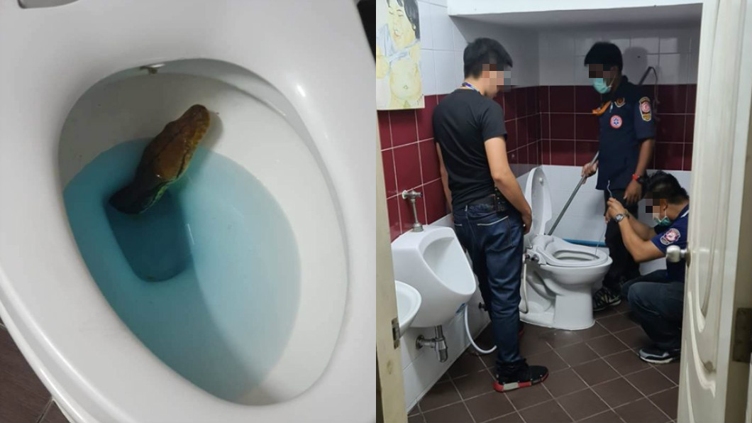 上廁所到一半…馬桶突竄出大蟒蛇!男下面險被咬爆嚇歪