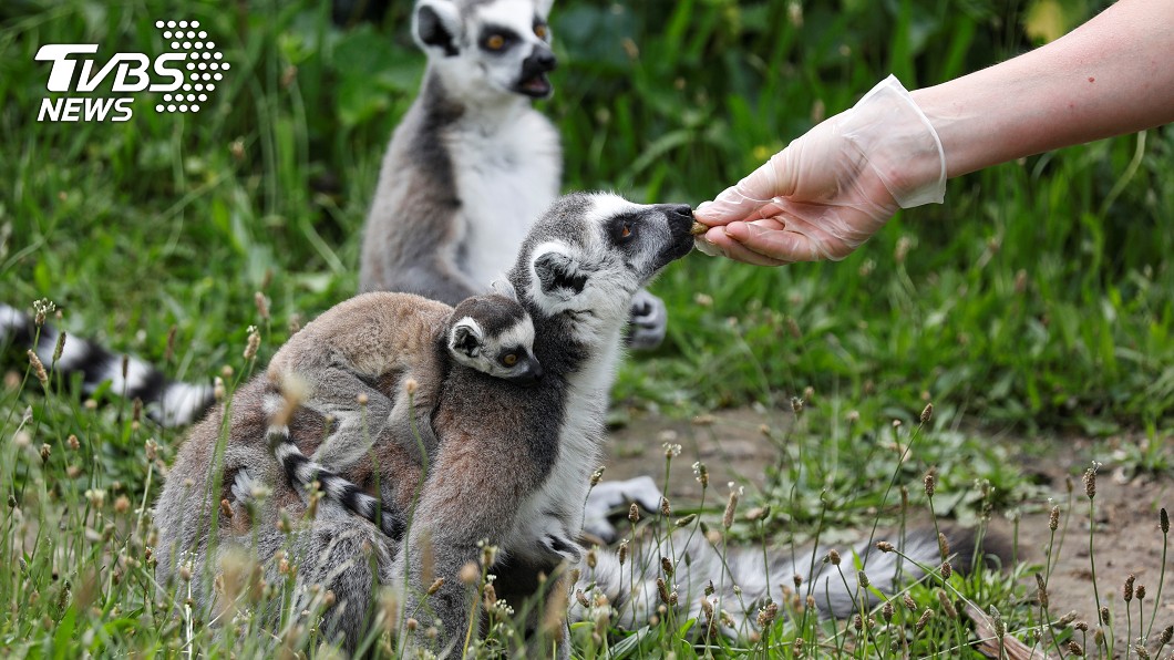 展示表演餵食動物恐觸法 台北市籲業者先申請