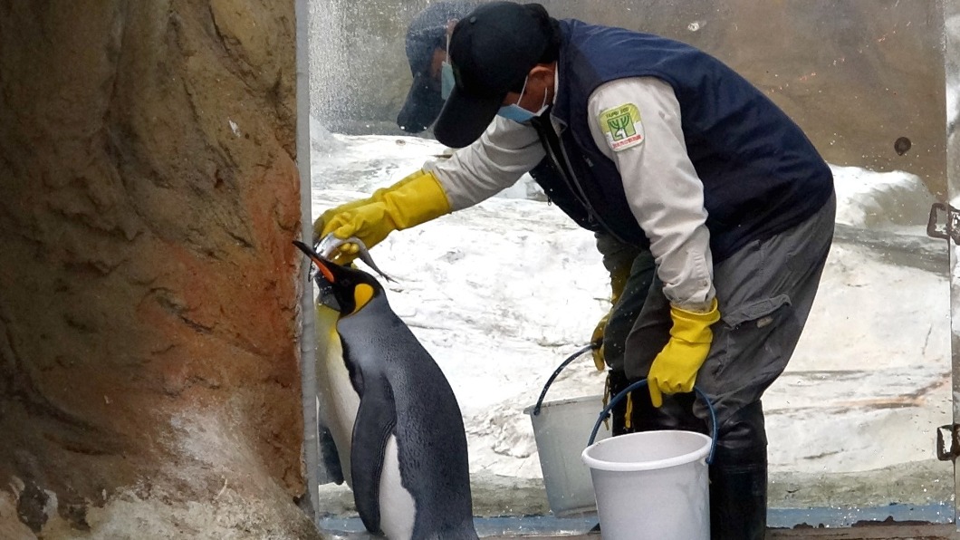 國王企鵝不受美食誘惑。(圖/台北市動物園提供)