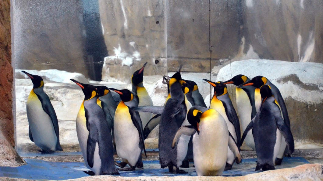 休園修繕10天　北市動物園分享國王企鵝趣聞