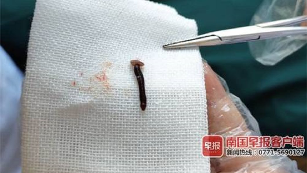 (圖/翻攝自南國早報)